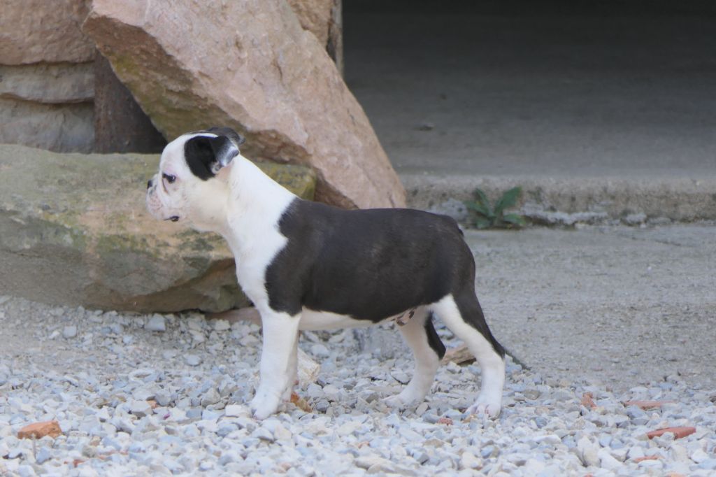 Sweeties Doggies - Chiot disponible  - Boston Terrier