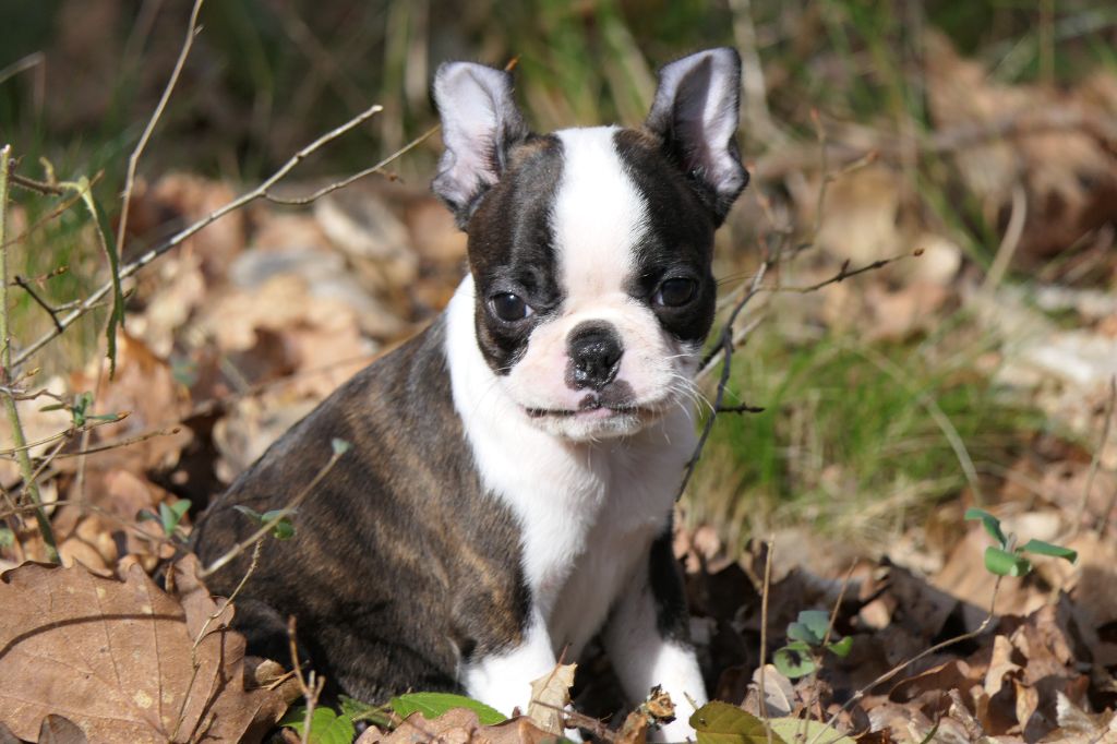 Sweeties Doggies - Chiot disponible  - Boston Terrier