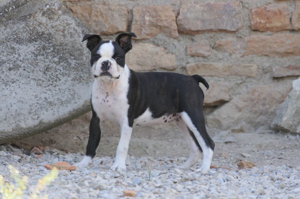 Sweeties Doggies - Chiot disponible  - Boston Terrier