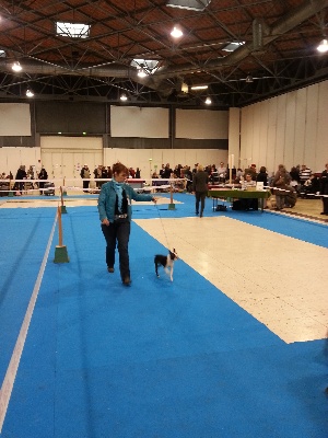 Sweeties Doggies - exposition canine internationale TROYES Dimanche 3 fevrier 2013
