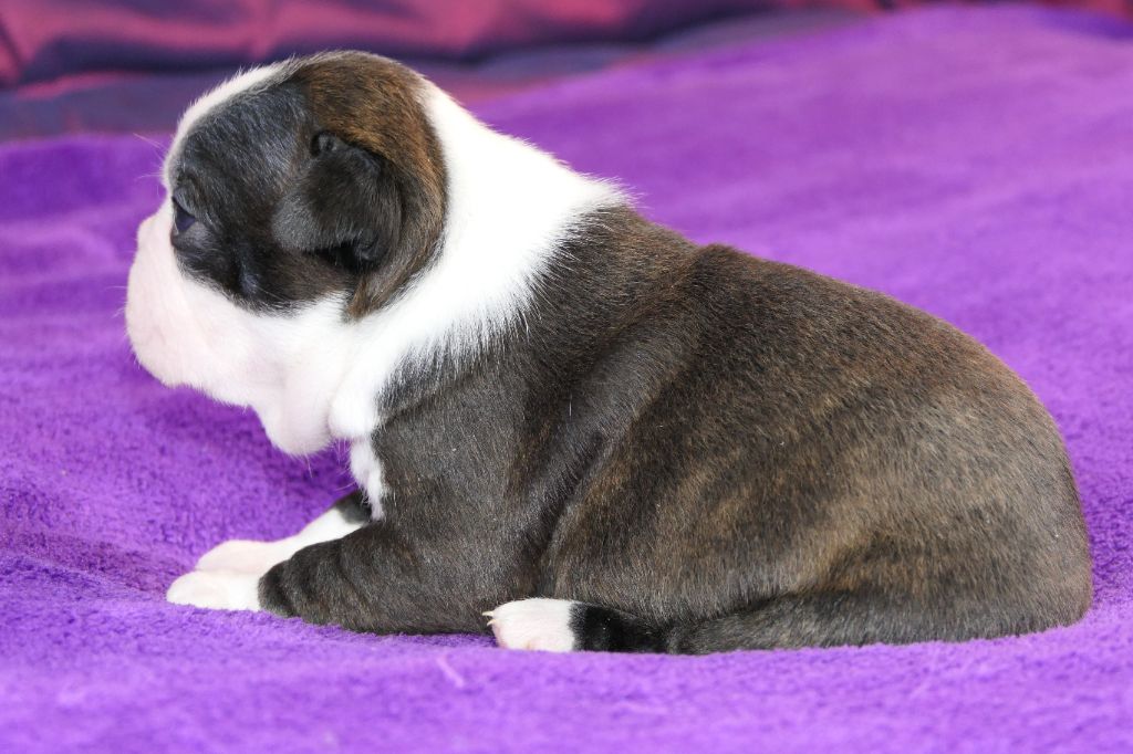 Sweeties Doggies - Chiot disponible  - Boston Terrier