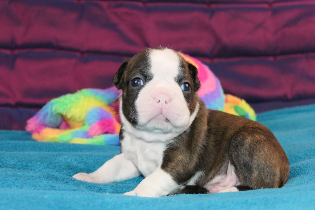 chiot Boston Terrier Sweeties Doggies