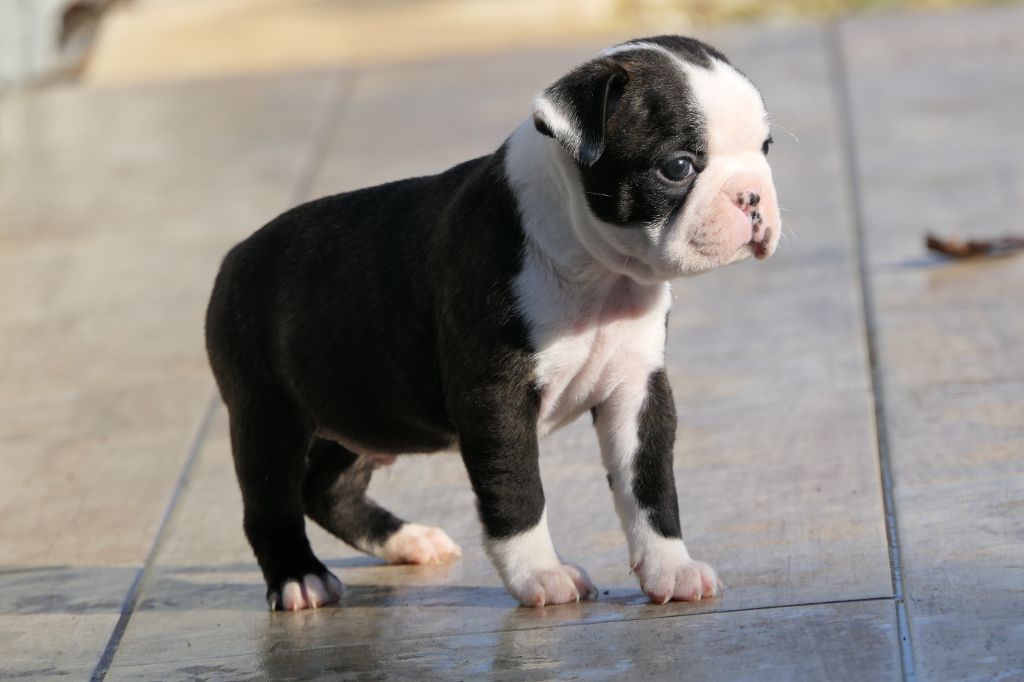 Sweeties Doggies - Chiot disponible  - Boston Terrier