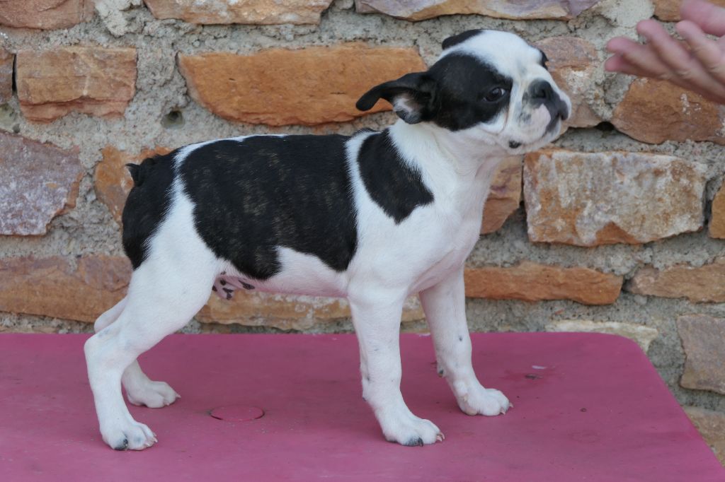 chiot Boston Terrier Sweeties Doggies