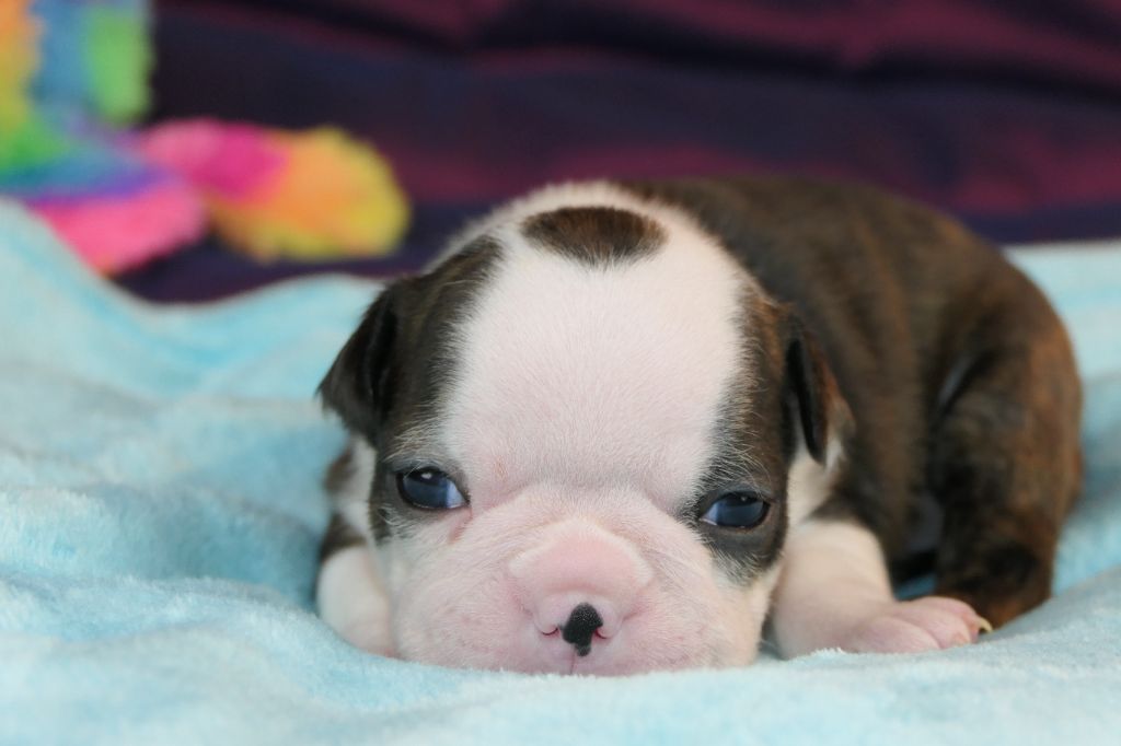 Sweeties Doggies - Chiot disponible  - Boston Terrier