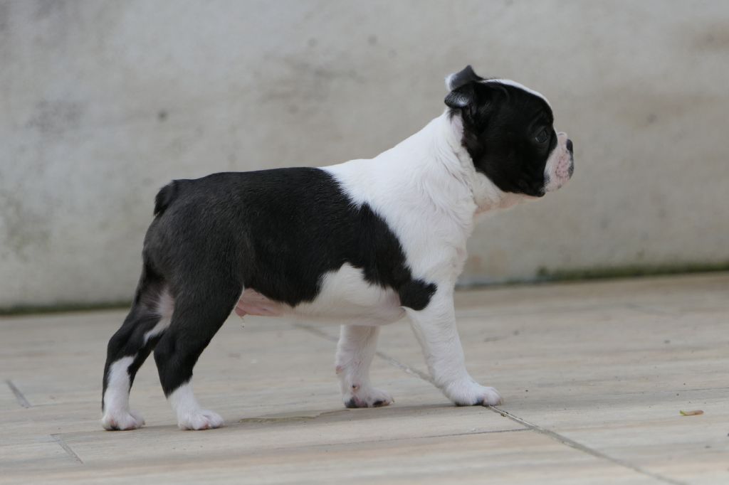 chiot Boston Terrier Sweeties Doggies