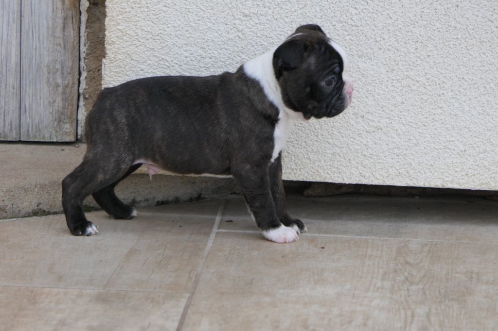 Sweeties Doggies - Chiot disponible  - Boston Terrier