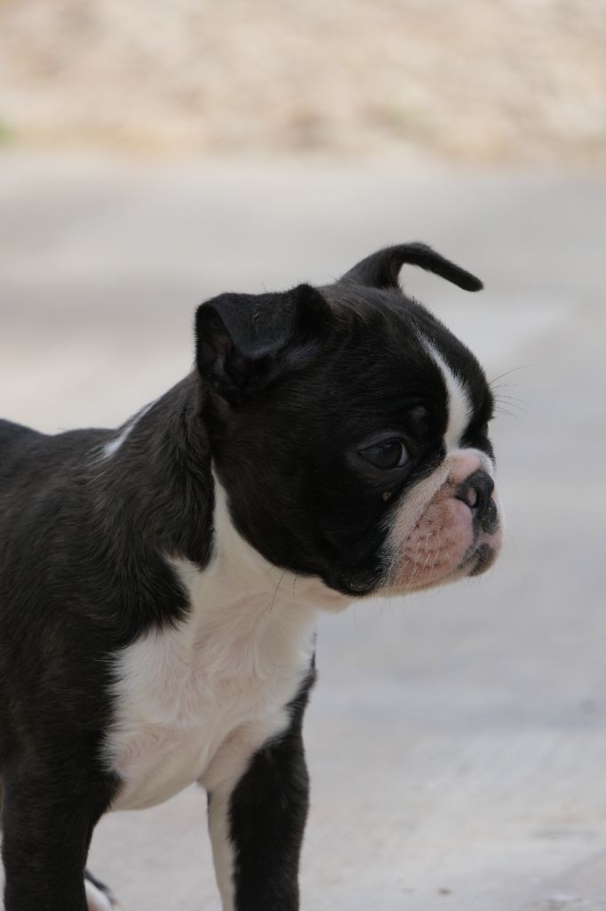 chiot Boston Terrier Sweeties Doggies