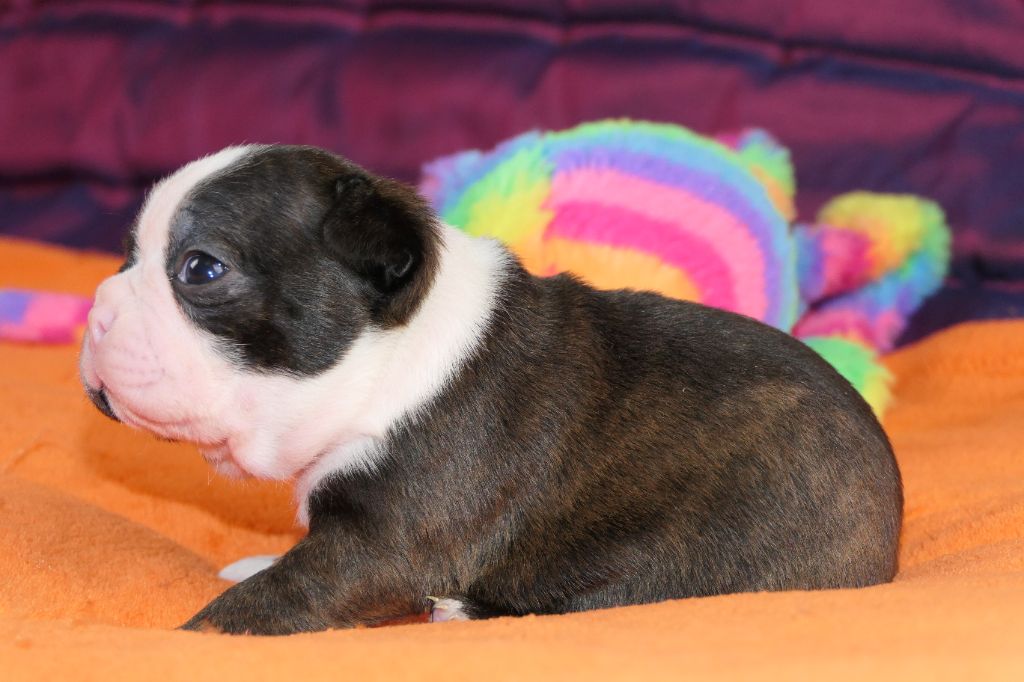 Sweeties Doggies - Chiot disponible  - Boston Terrier