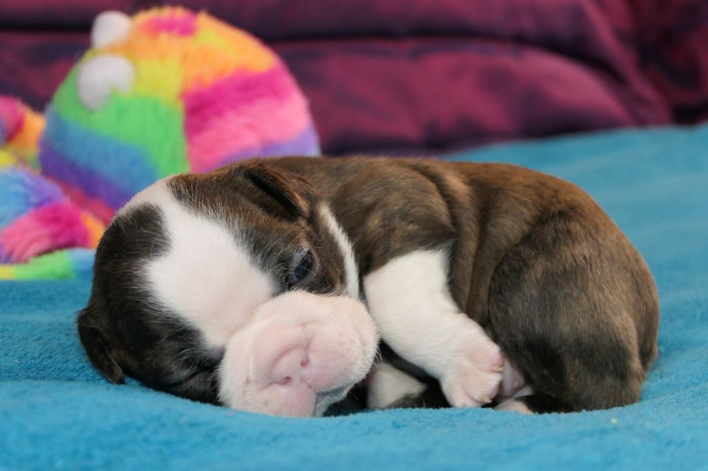 Sweeties Doggies - Chiot disponible  - Boston Terrier