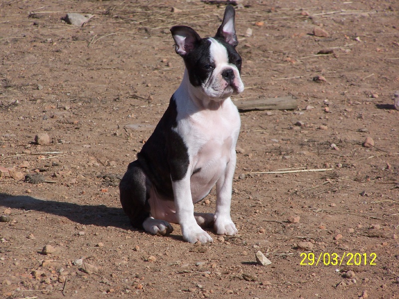 Heracles Sweeties Doggies
