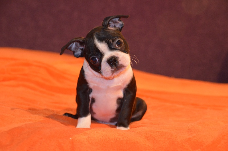 Lou Sweeties Doggies