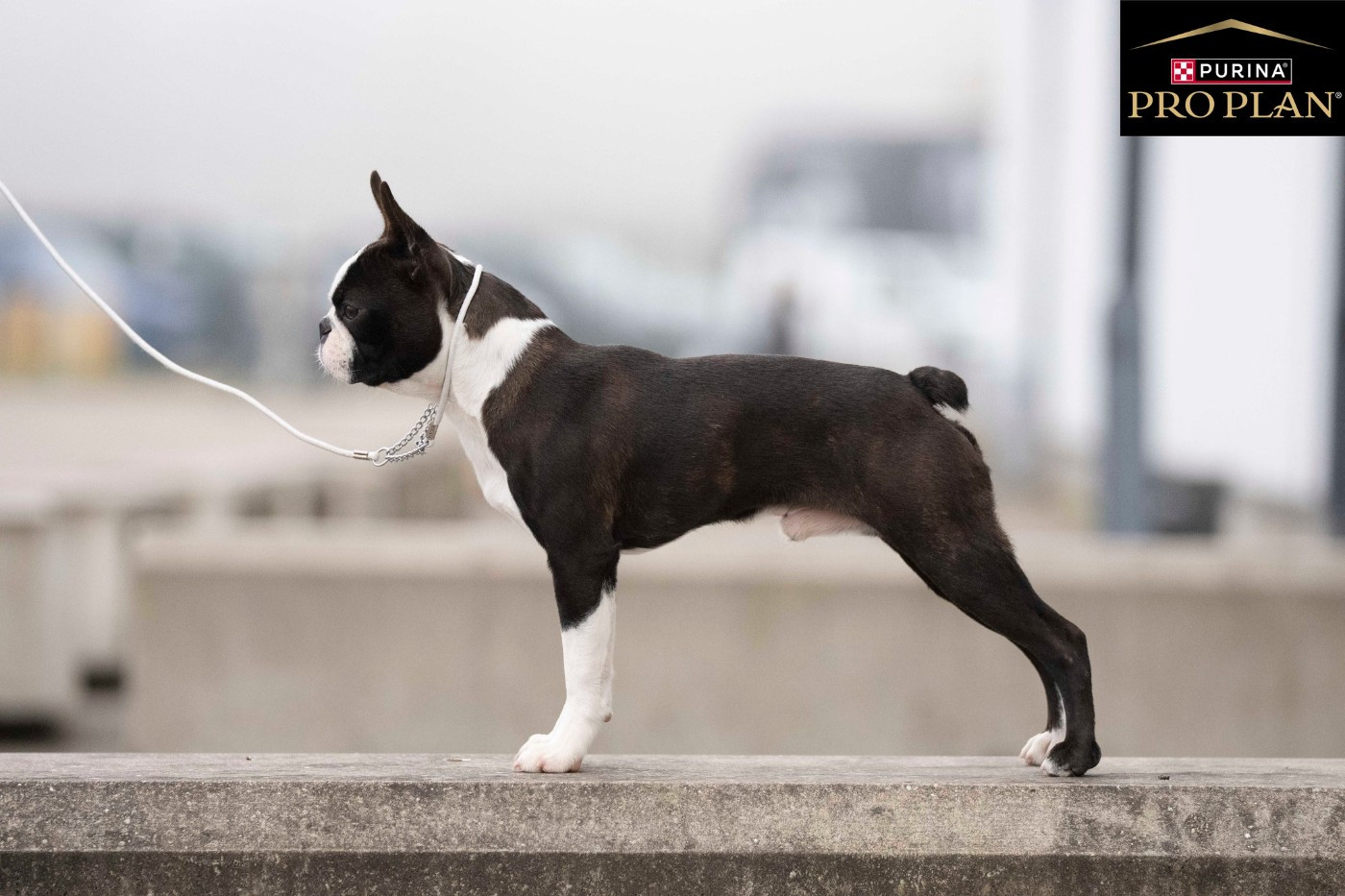 Ange Sweeties Doggies