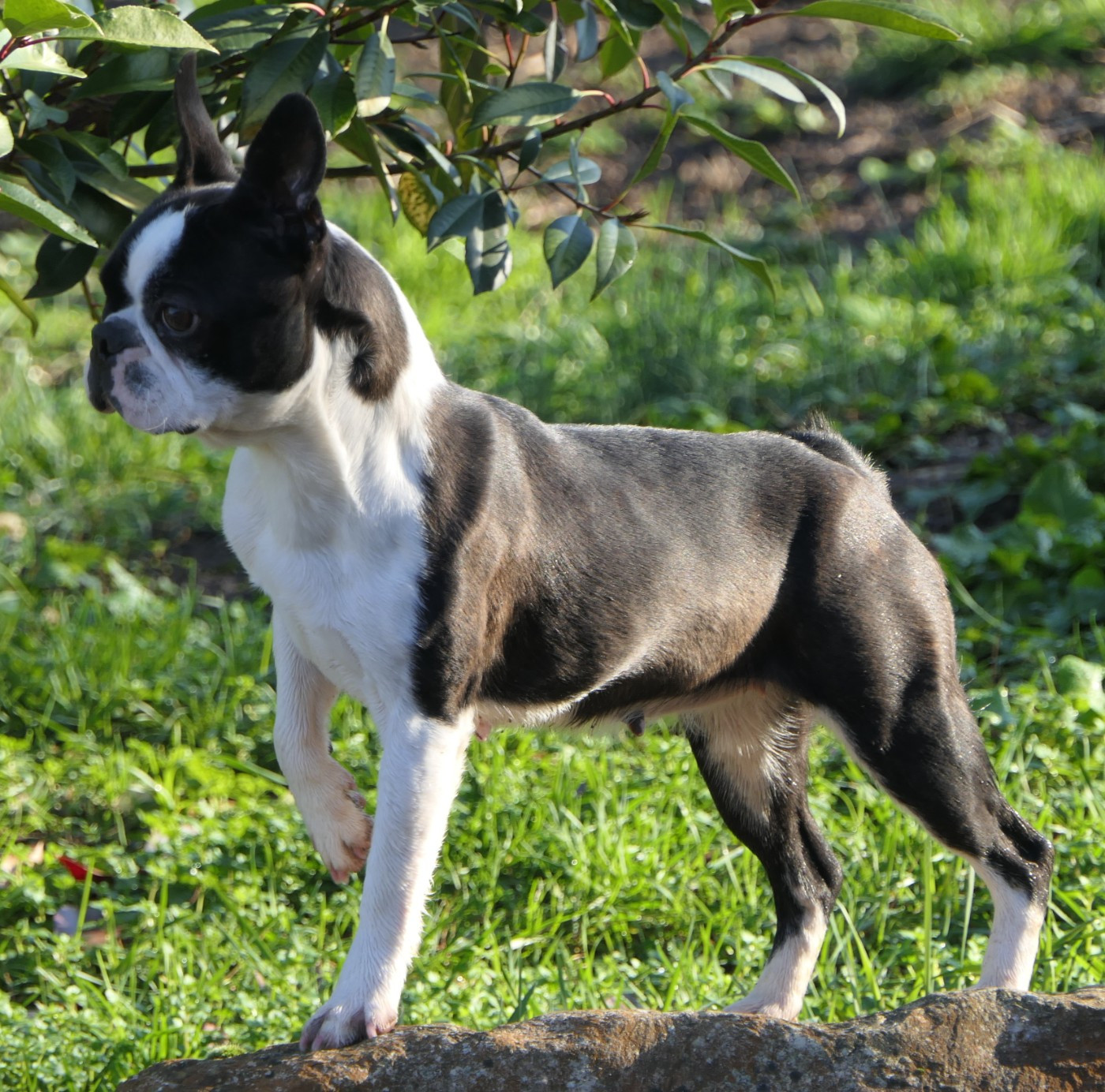 Twilight Sweeties Doggies