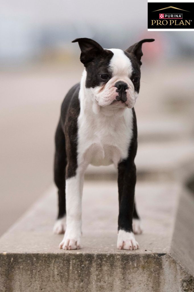 Arabesque Sweeties Doggies