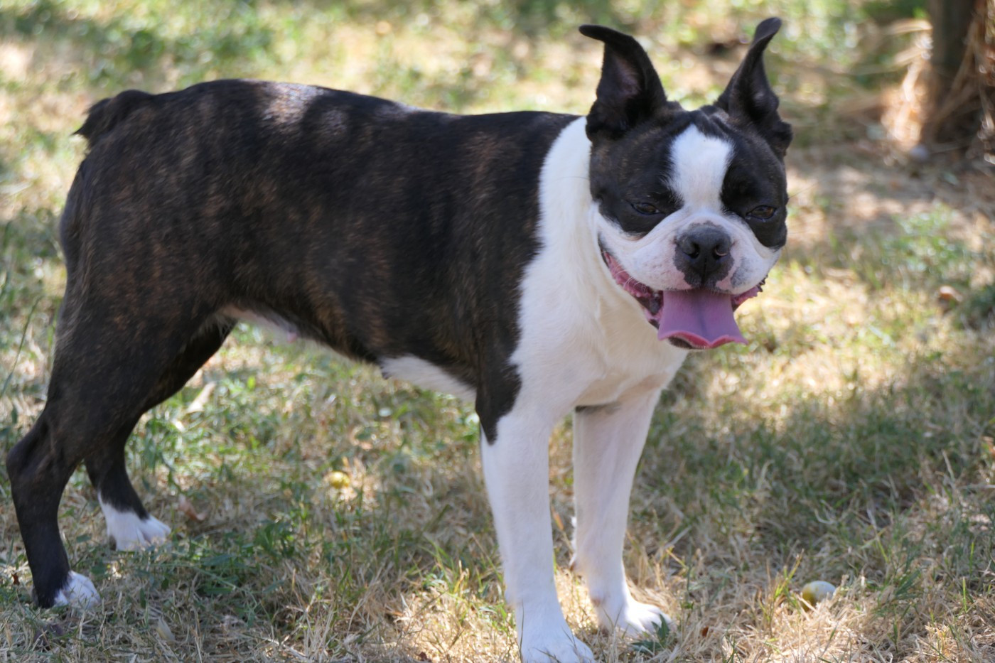AMBRE Sweeties Doggies