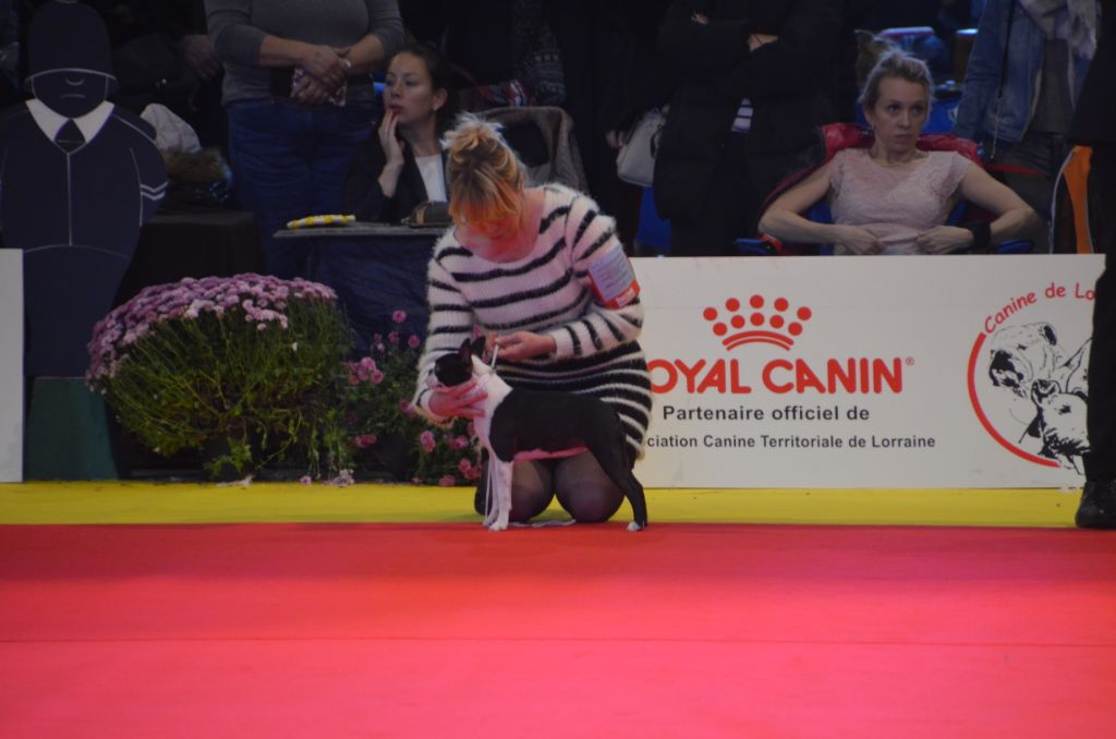 Sweeties Doggies - Exposition METZ 3 et 4 Novembre 2018