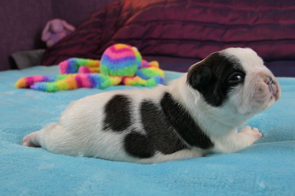 Sweeties Doggies - Chiots disponibles - Boston Terrier