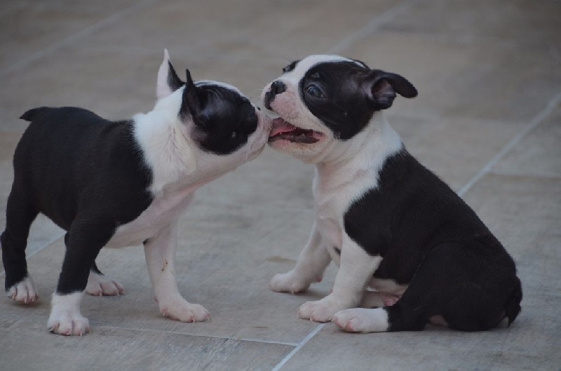 Sweeties Doggies - Boston Terrier - Portée née le 01/07/2016