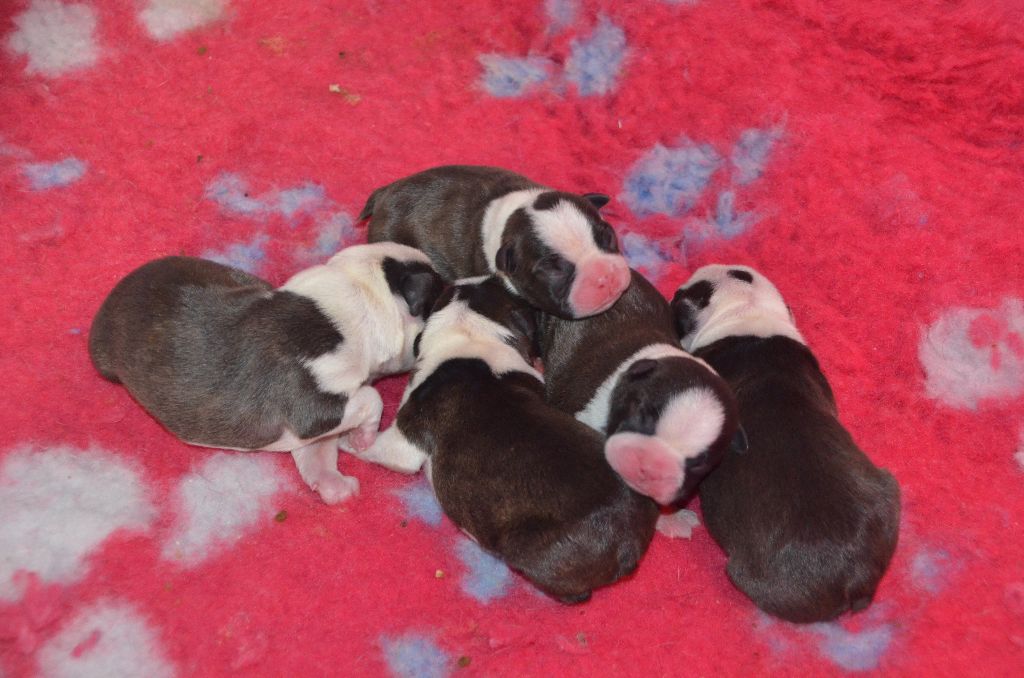 Sweeties Doggies - Boston Terrier - Portée née le 09/01/2018