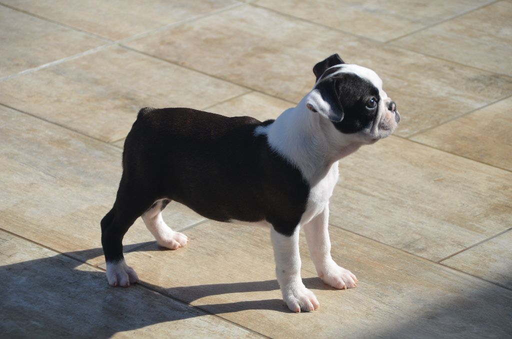 Sweeties Doggies - Boston Terrier - Portée née le 31/12/2016