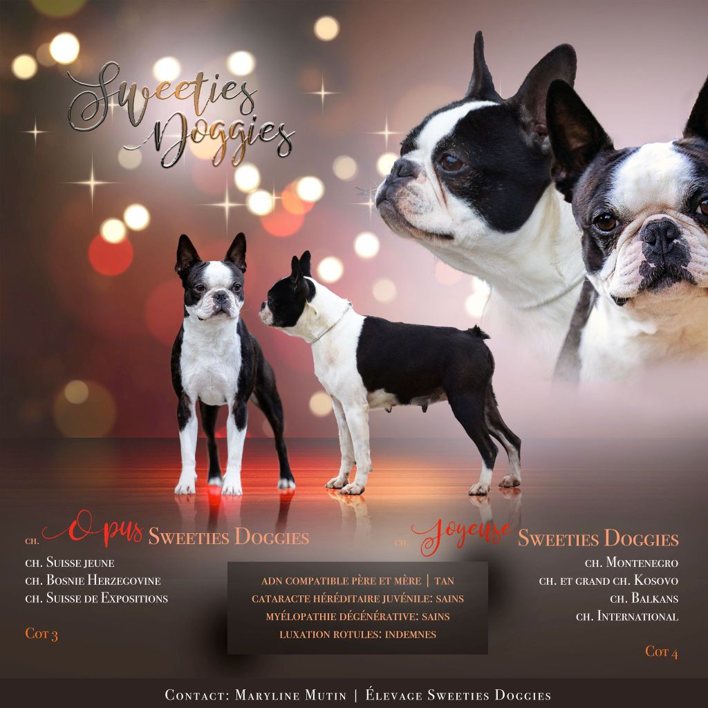 Sweeties Doggies - Boston Terrier - Portée née le 05/02/2021