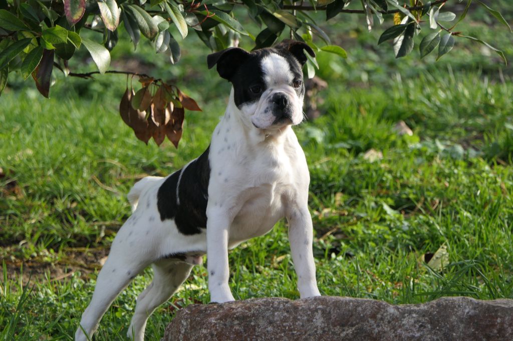 Sweeties Doggies - Chiots disponibles - Boston Terrier