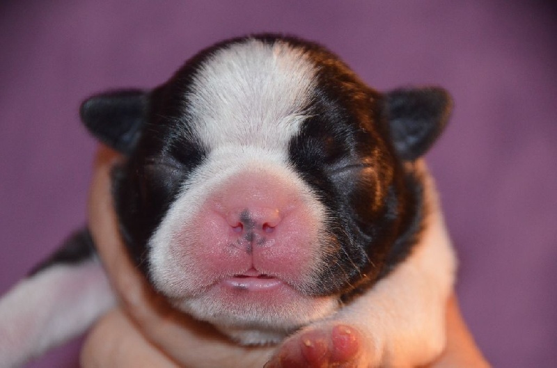 Sweeties Doggies - Boston Terrier - Portée née le 28/02/2016
