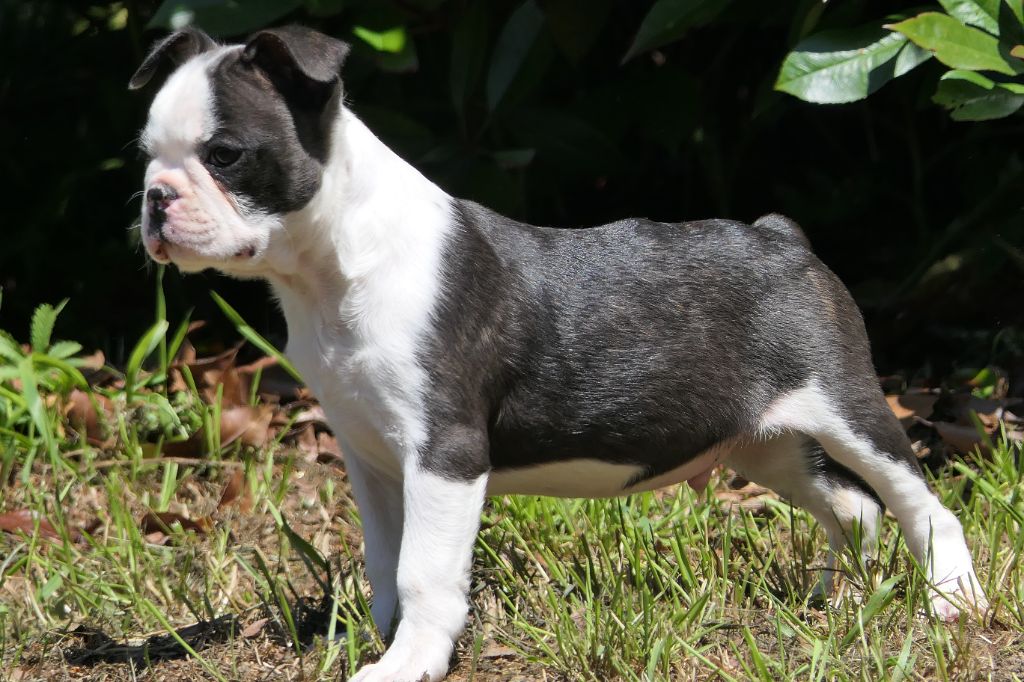 Sweeties Doggies - Chiots disponibles - Boston Terrier