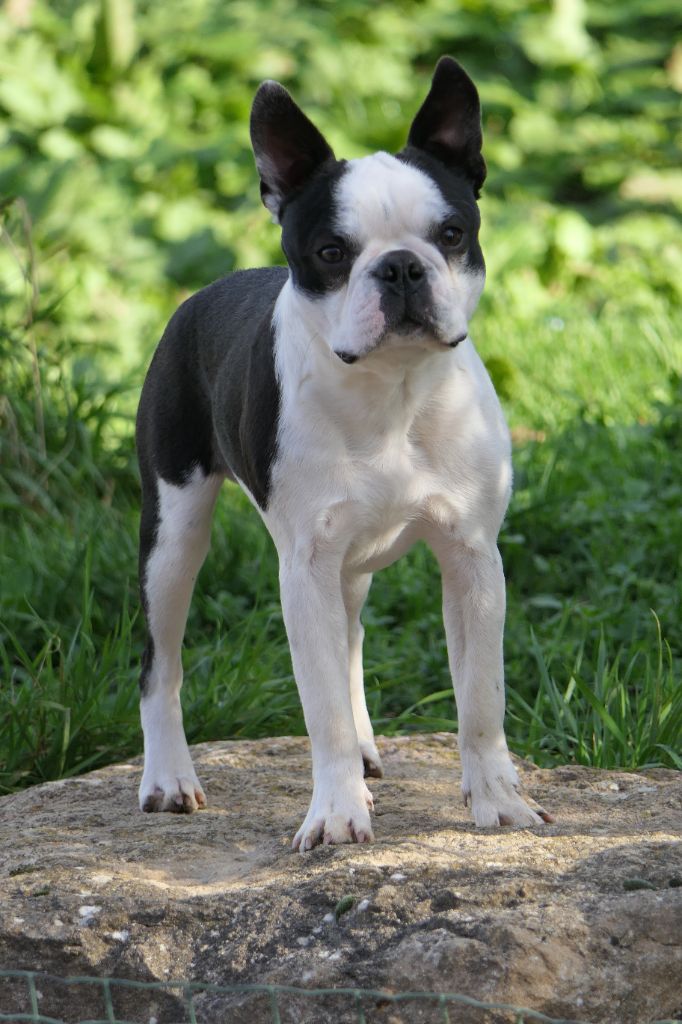 Sweeties Doggies - Chiots disponibles - Boston Terrier