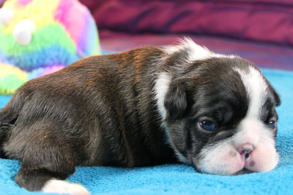 Sweeties Doggies - Chiots disponibles - Boston Terrier
