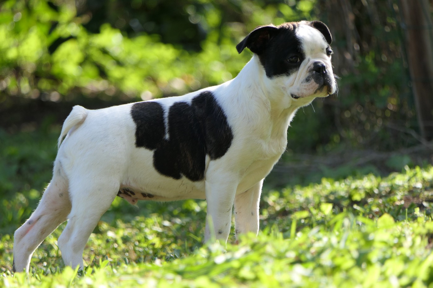 Sweeties Doggies - Boston Terrier - Portée née le 18/06/2025