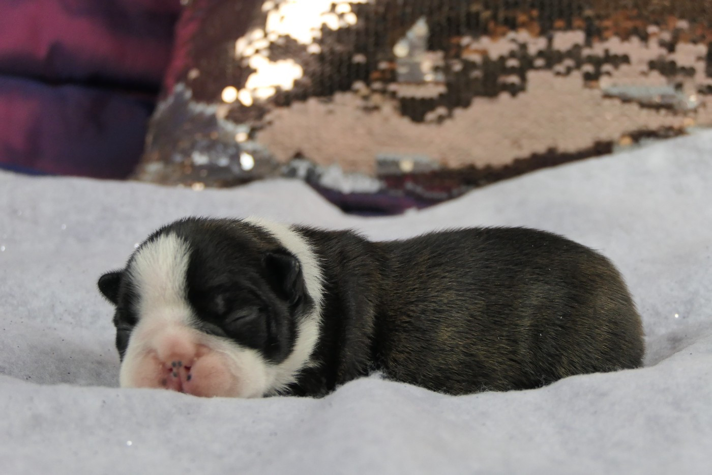 Sweeties Doggies - Chiots disponibles - Boston Terrier