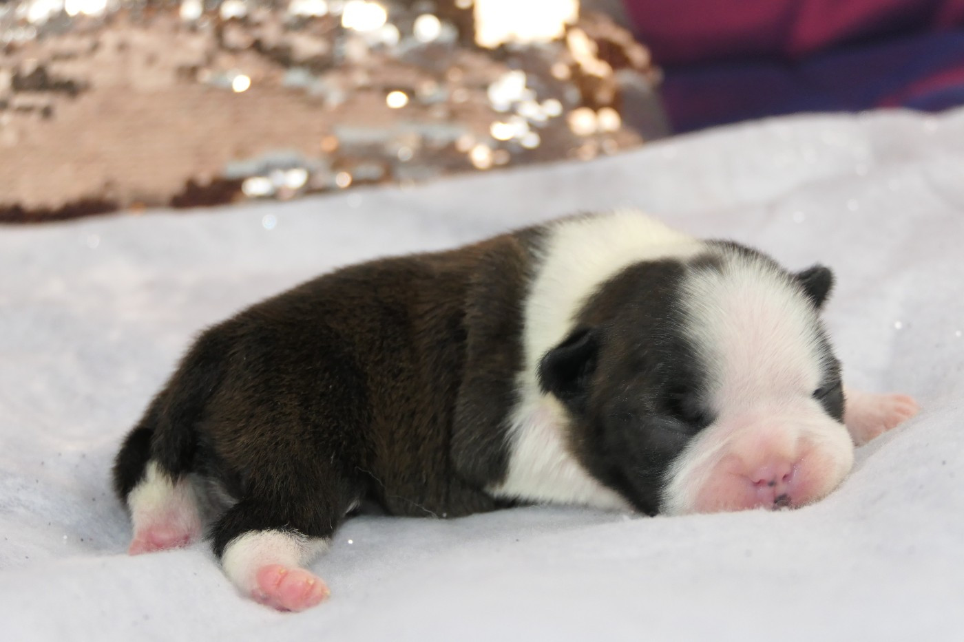 Sweeties Doggies - Chiots disponibles - Boston Terrier