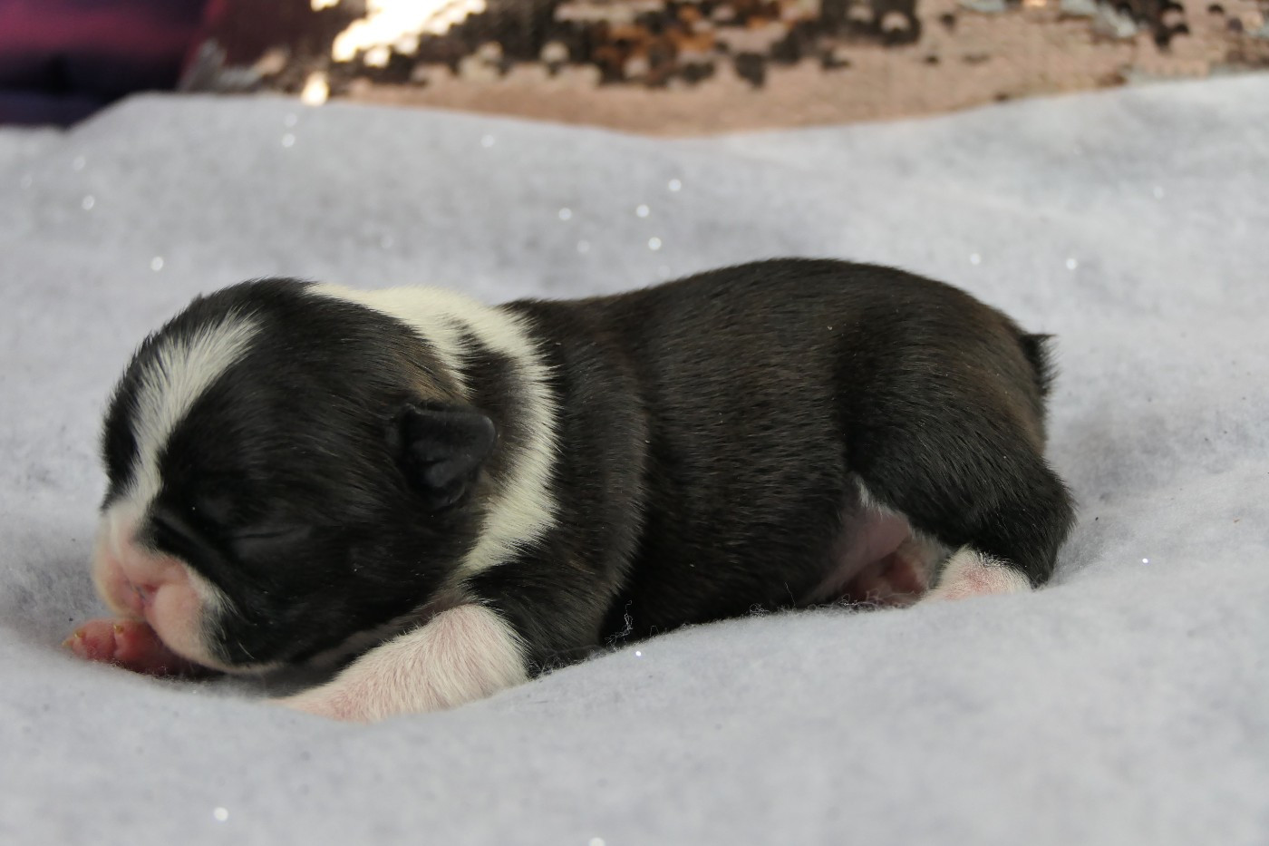 Sweeties Doggies - Chiots disponibles - Boston Terrier