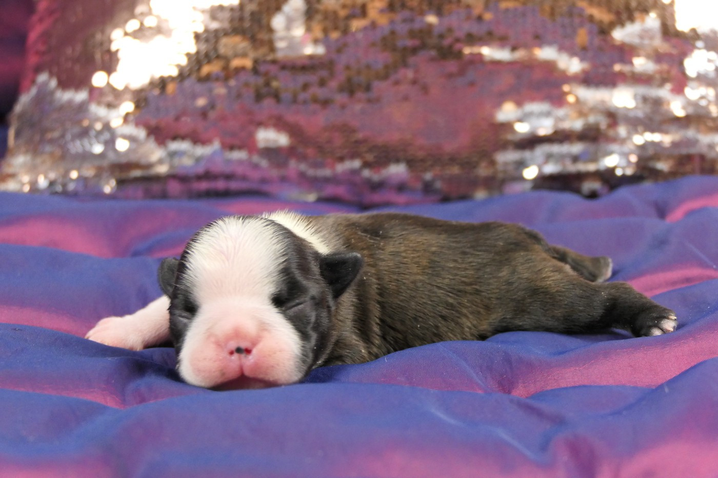 Sweeties Doggies - Chiots disponibles - Boston Terrier