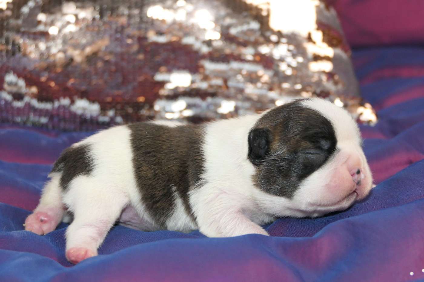 Sweeties Doggies - Chiots disponibles - Boston Terrier