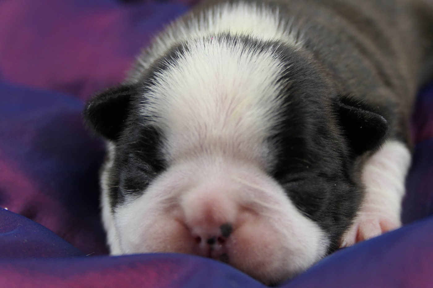 Sweeties Doggies - Chiots disponibles - Boston Terrier
