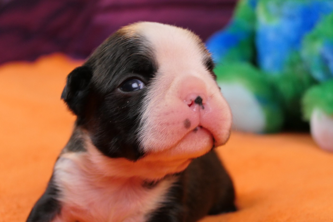 Sweeties Doggies - Chiots disponibles - Boston Terrier