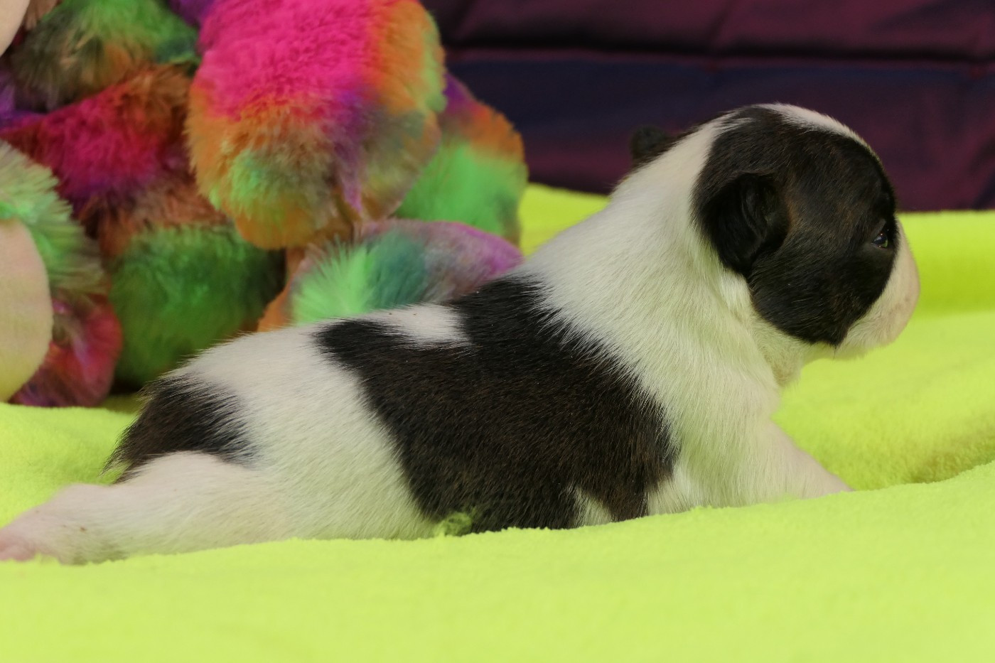 Sweeties Doggies - Chiots disponibles - Boston Terrier