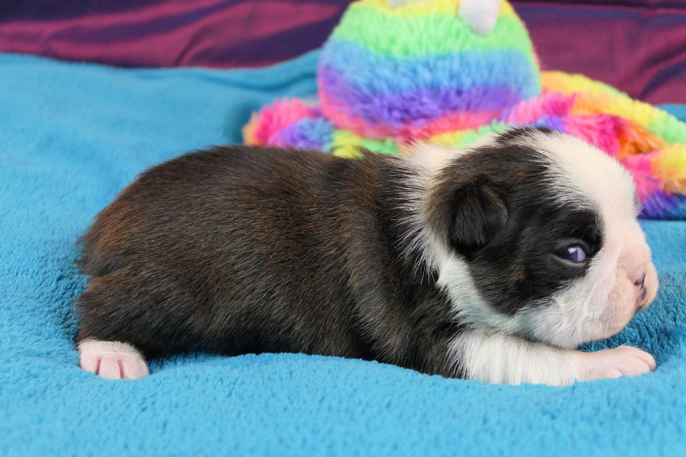 Sweeties Doggies - Chiots disponibles - Boston Terrier