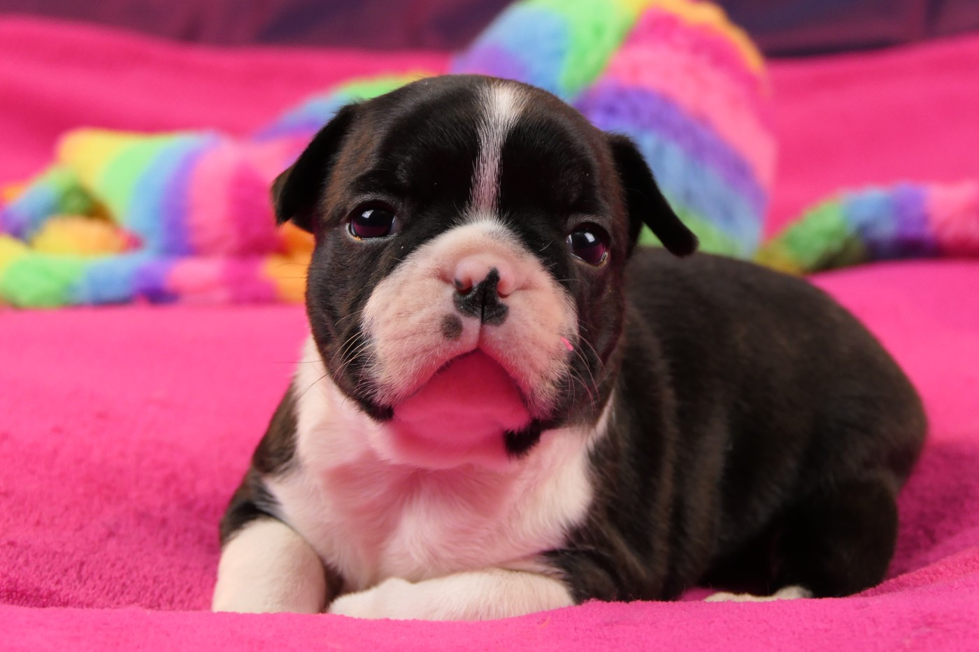 Sweeties Doggies - Chiots disponibles - Boston Terrier