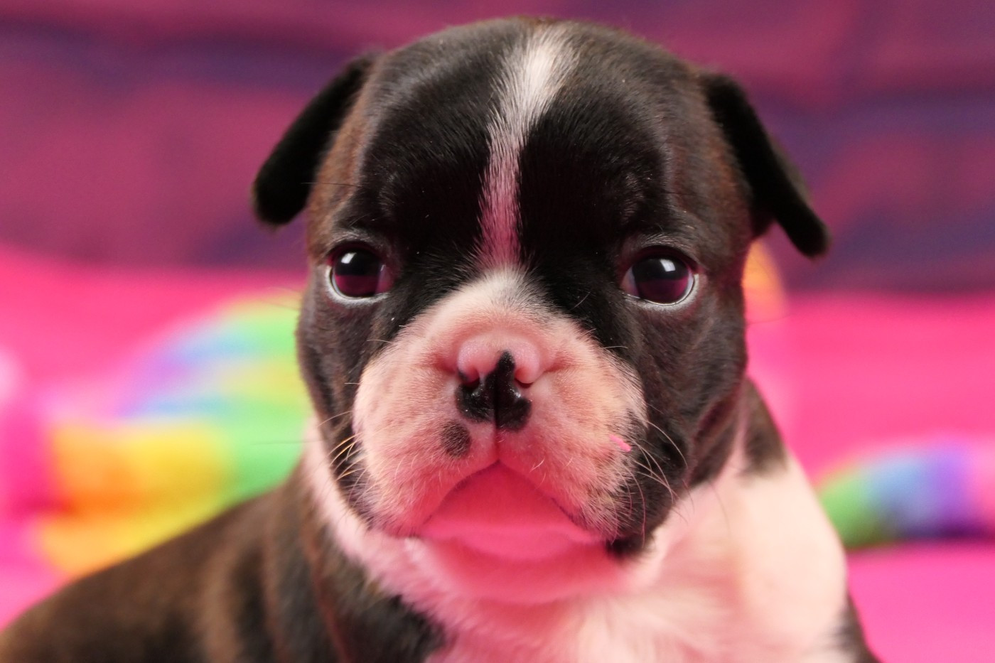 Sweeties Doggies - Boston Terrier - Portée née le 22/12/2025