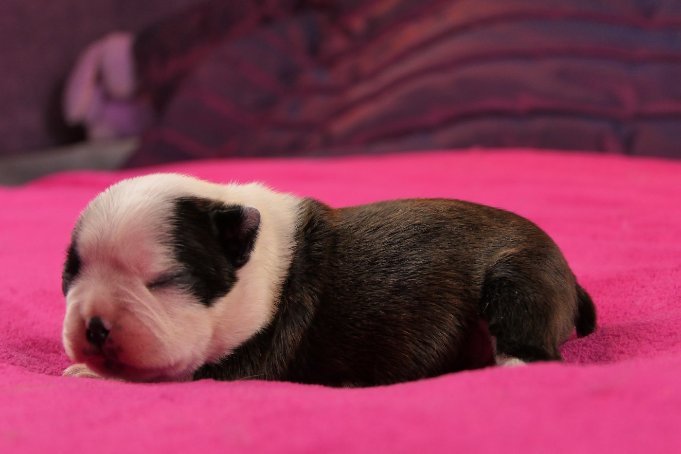 Sweeties Doggies - Chiots disponibles - Boston Terrier