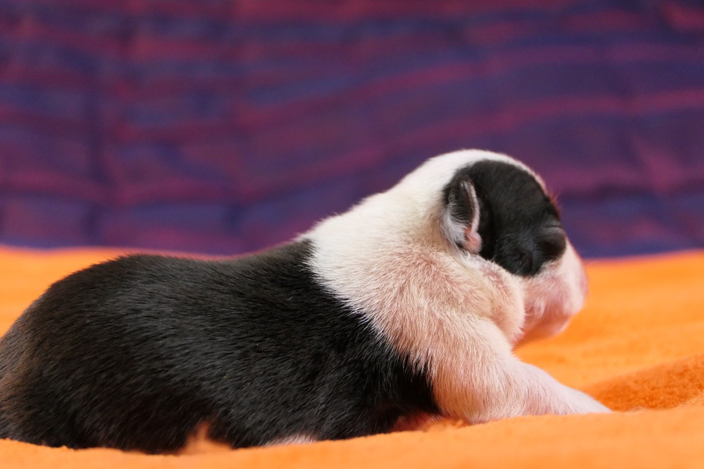 Sweeties Doggies - Chiots disponibles - Boston Terrier