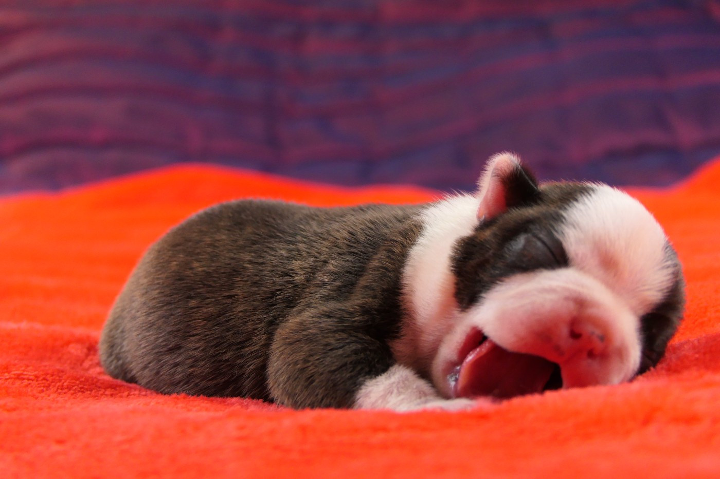 Sweeties Doggies - Chiots disponibles - Boston Terrier