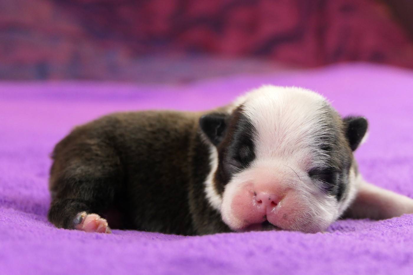 Sweeties Doggies - Chiots disponibles - Boston Terrier