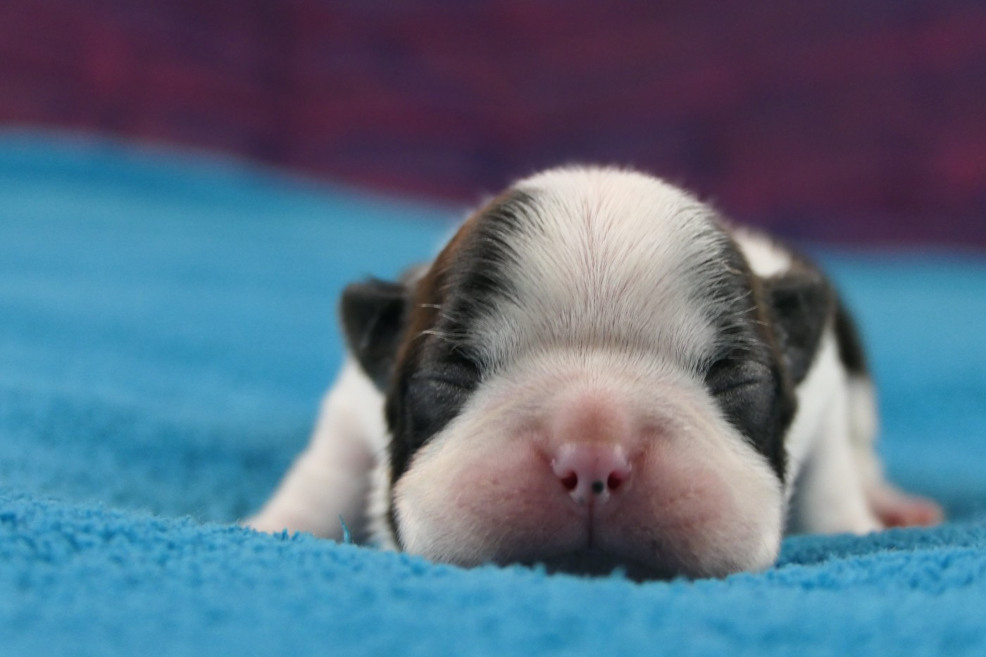 Sweeties Doggies - Chiots disponibles - Boston Terrier