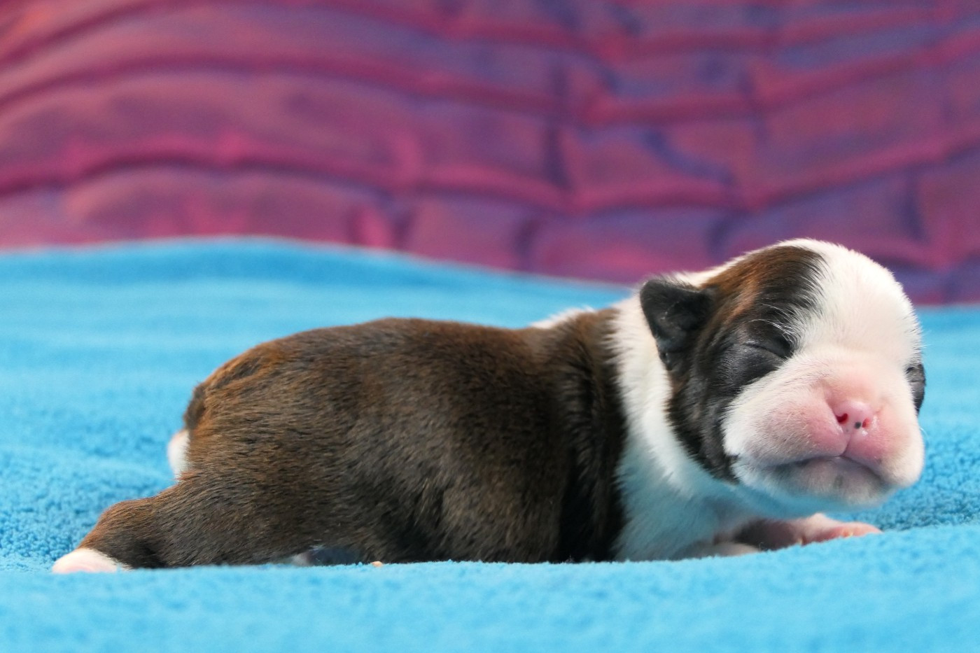 Chiot Boston Terrier Sweeties Doggies