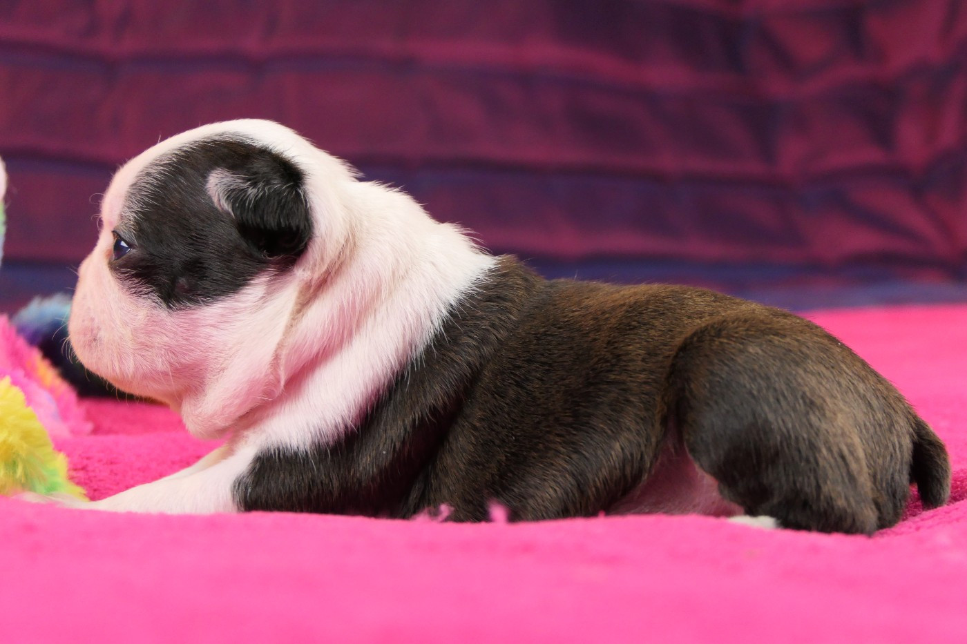 Sweeties Doggies - Chiots disponibles - Boston Terrier